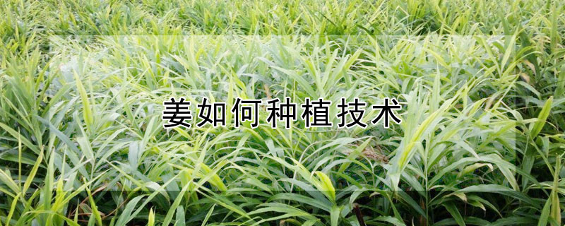 薑如何種植技術