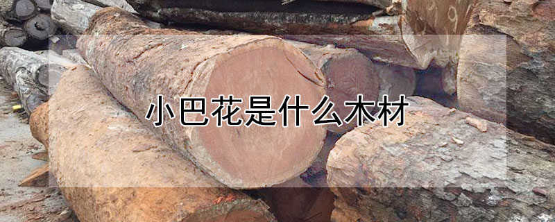 小巴花是什麼木材