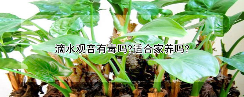 滴水觀音有毒嗎?適合家養嗎?
