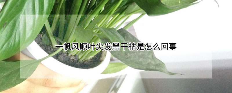 一帆風順葉尖發黑幹枯是怎麼回事