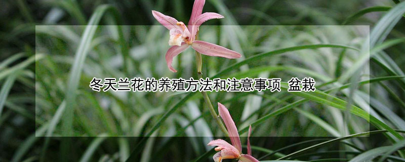 冬天蘭花的養殖方法和注意事項 盆栽