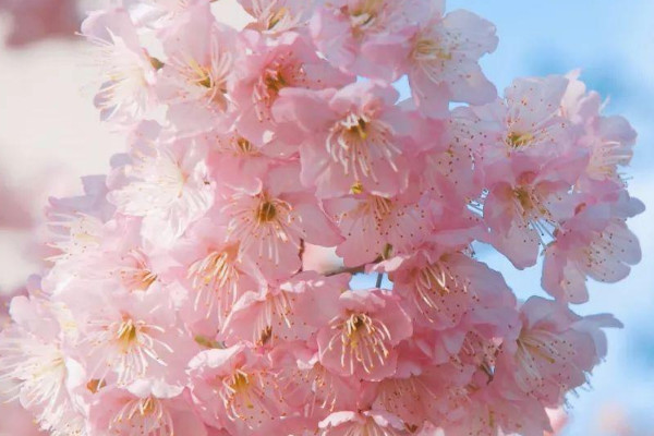 粉色櫻花的花語是什麼