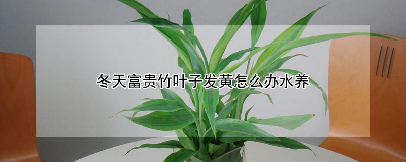 冬天富貴竹葉子發黃怎麼辦水養