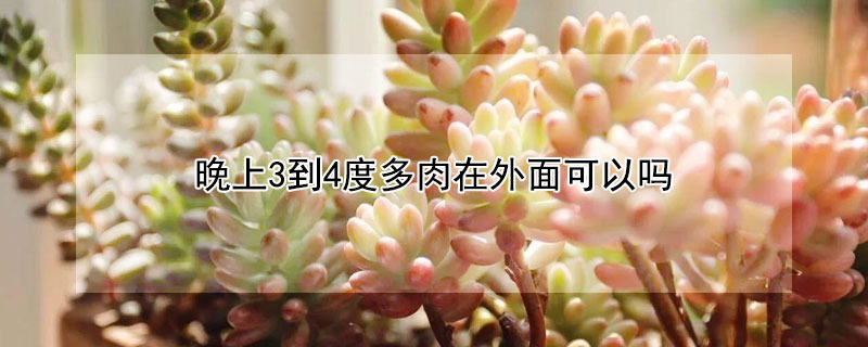 晚上3到4度多肉在外麵可以嗎