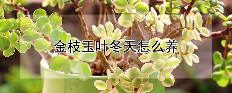 金枝玉葉冬天怎麼養