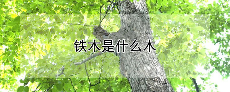 鐵木是什麼木
