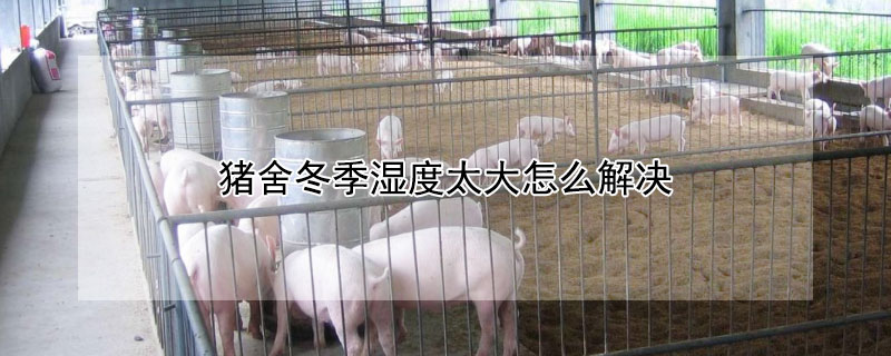 豬舍冬季濕度太大怎麼解決