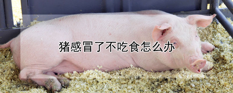 豬感冒了不吃食怎麼辦