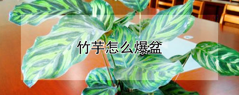 竹芋怎麼爆盆