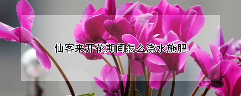 仙客來開花期間怎麼澆水施肥