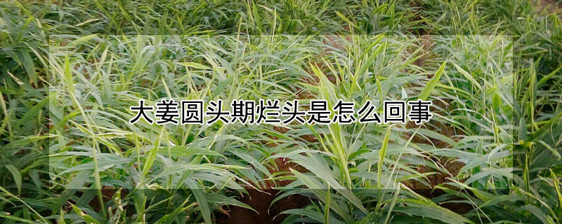 大薑圓頭期爛頭是怎麼回事