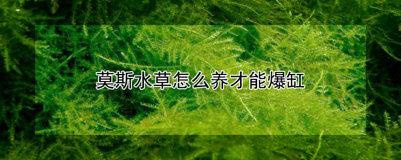 莫斯水草怎麼養才能爆缸