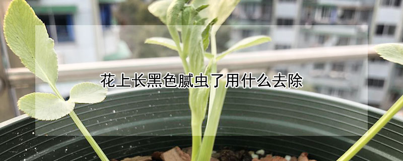 花上長黑色膩蟲了用什麼去除
