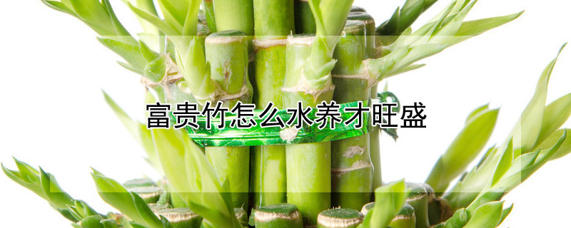 富貴竹怎麼水養才旺盛