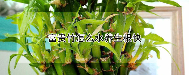 富貴竹怎麼水養生根快