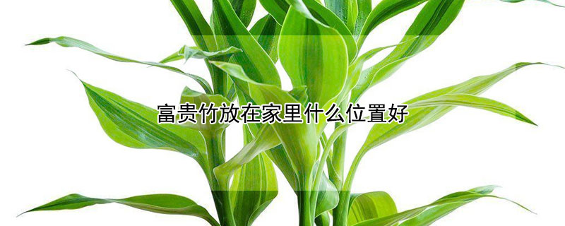 富貴竹放在家裏什麼位置好