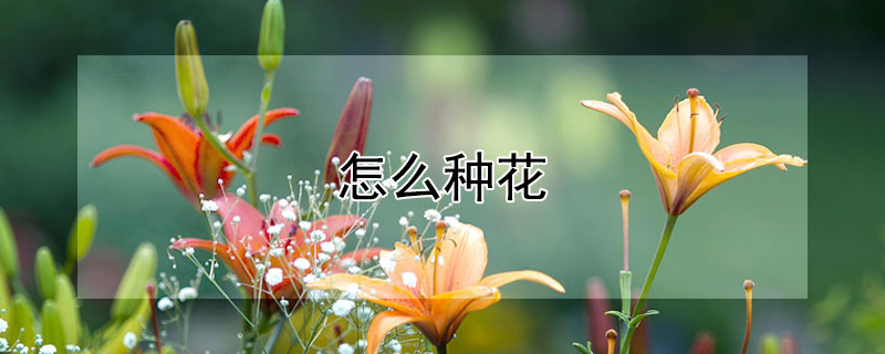 怎麼種花