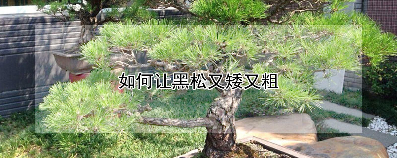如何讓黑鬆又矮又粗