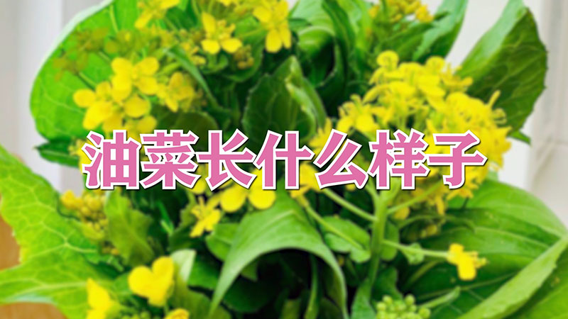 油菜長什麼樣子