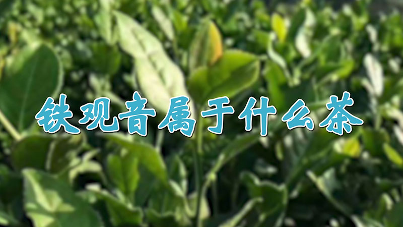 鐵觀音屬於什麼茶
