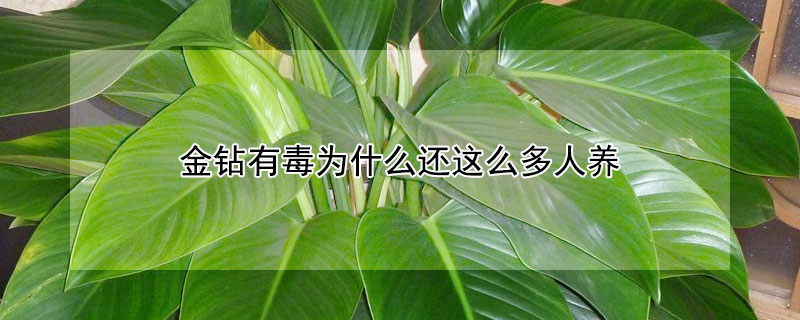 金鑽有毒為什麼還這麼多人養
