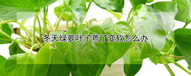 冬天綠蘿葉子蔫了變軟怎麼辦