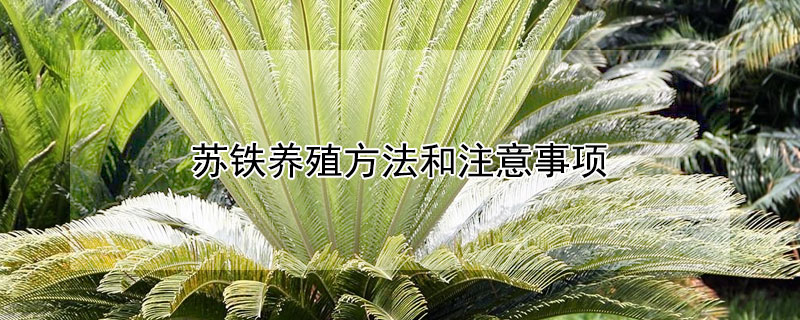 蘇鐵養殖方法和注意事項