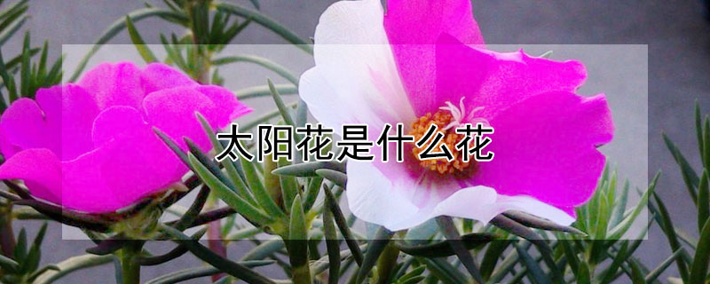 太陽花是什麼花