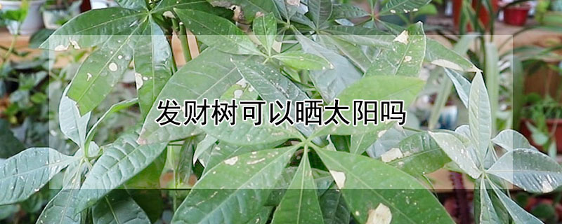 發財樹可以曬太陽嗎