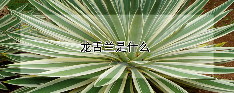 龍舌蘭是什麼