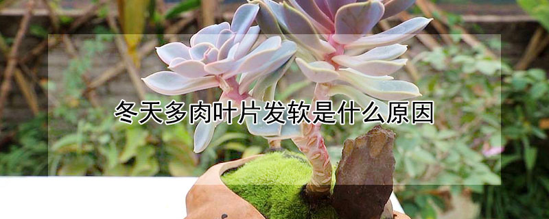 冬天多肉葉片發軟是什麼原因