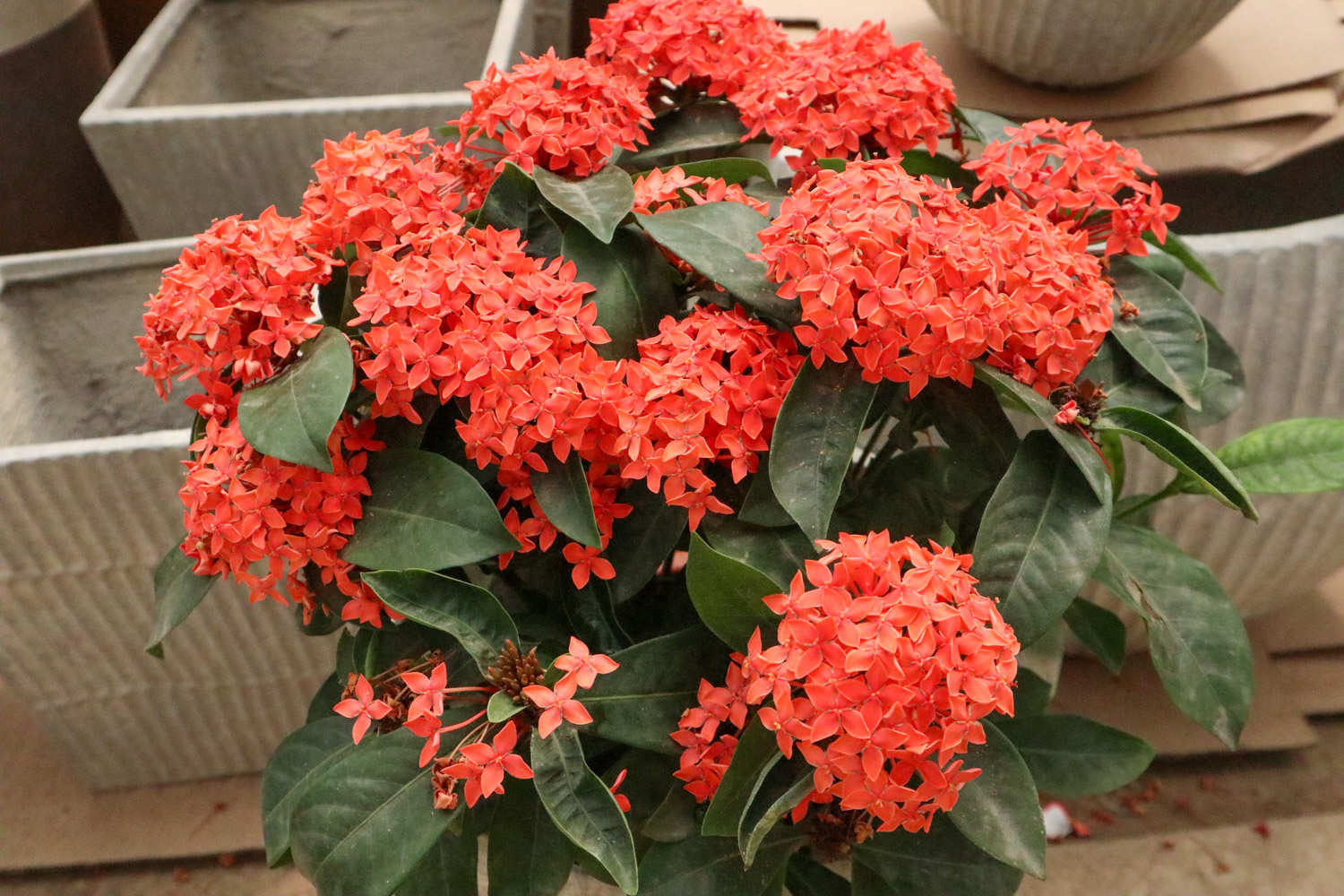 龍船花 仙丹花怎麼修剪好