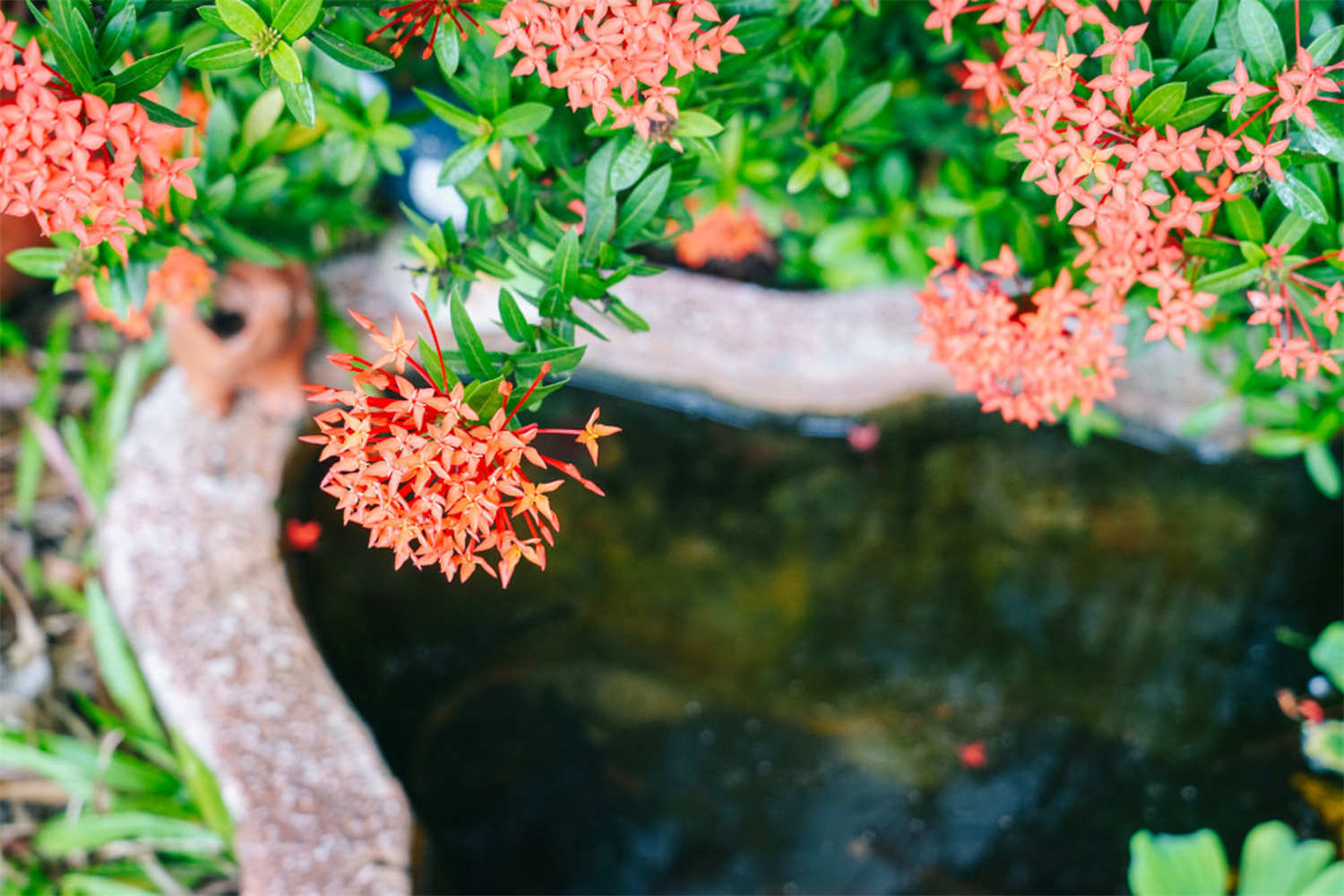 龍船花 仙丹花怎麼修剪好