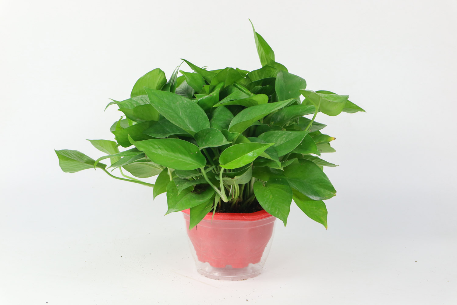 綠蘿長高了怎麼解決，怎麼處理