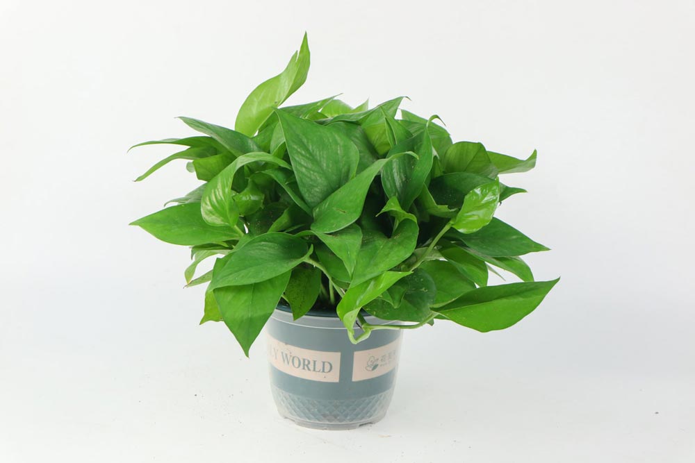 綠蘿 綠蘿怎麼修剪