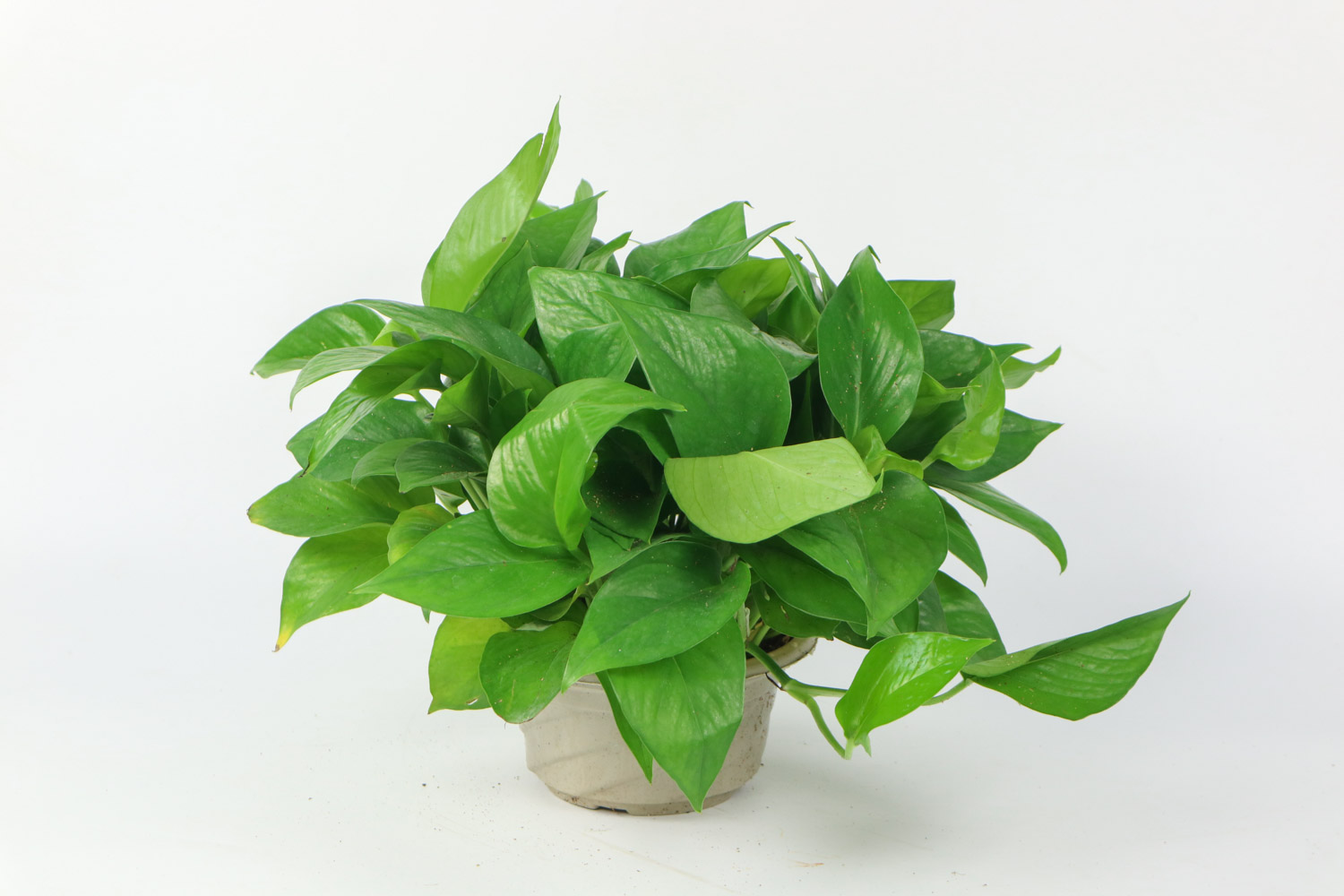 綠蘿 綠蘿怎麼修剪