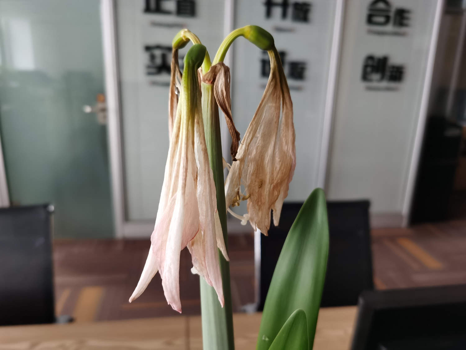 朱頂紅怎麼授粉