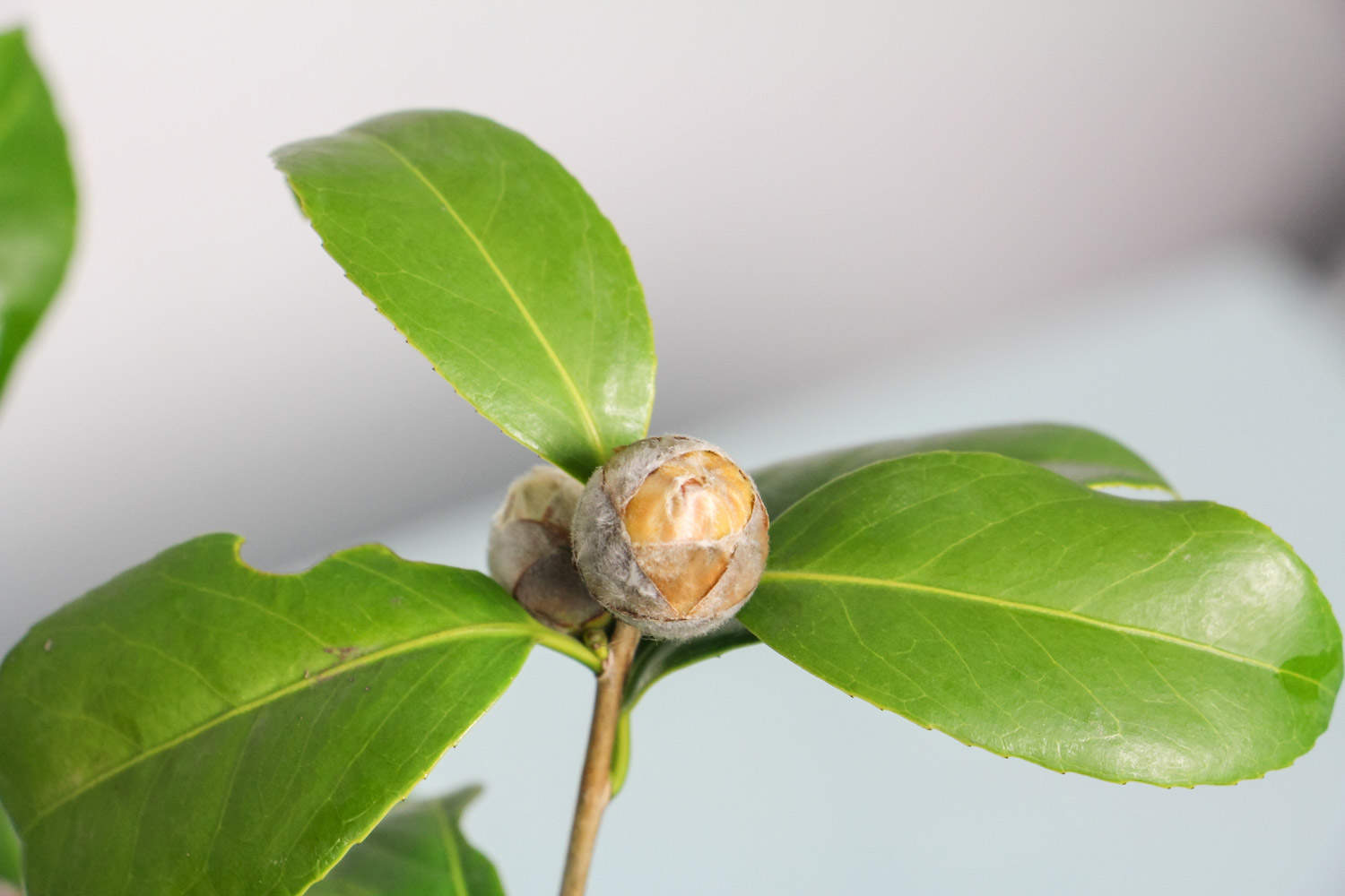 盆養茶花為什麼不能小苗大盆