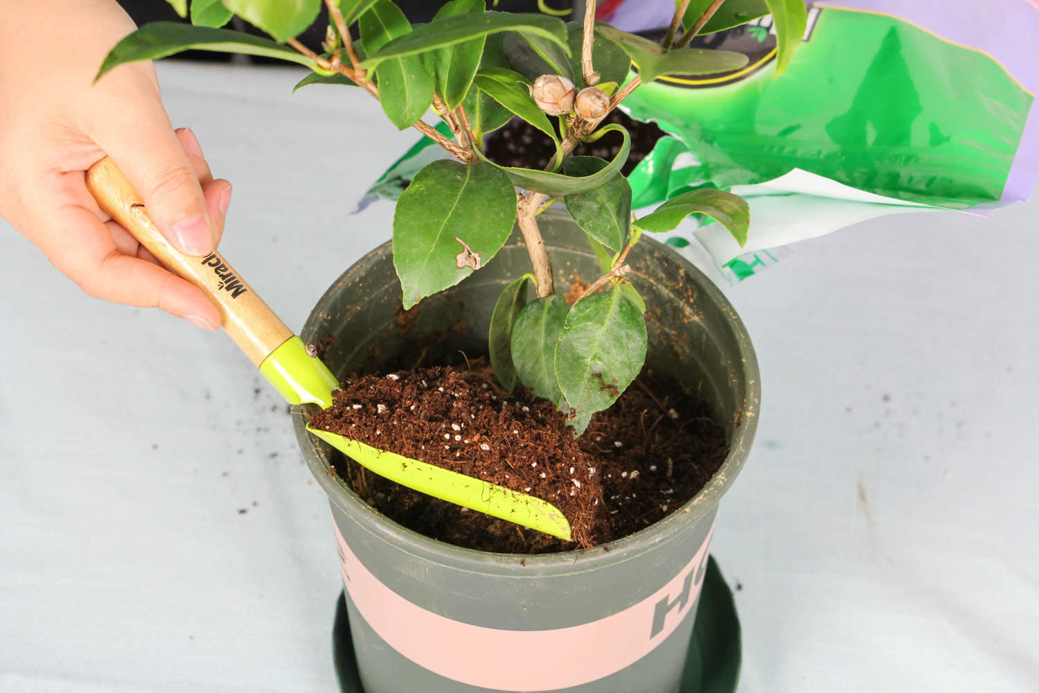 茶花怎麼上盆