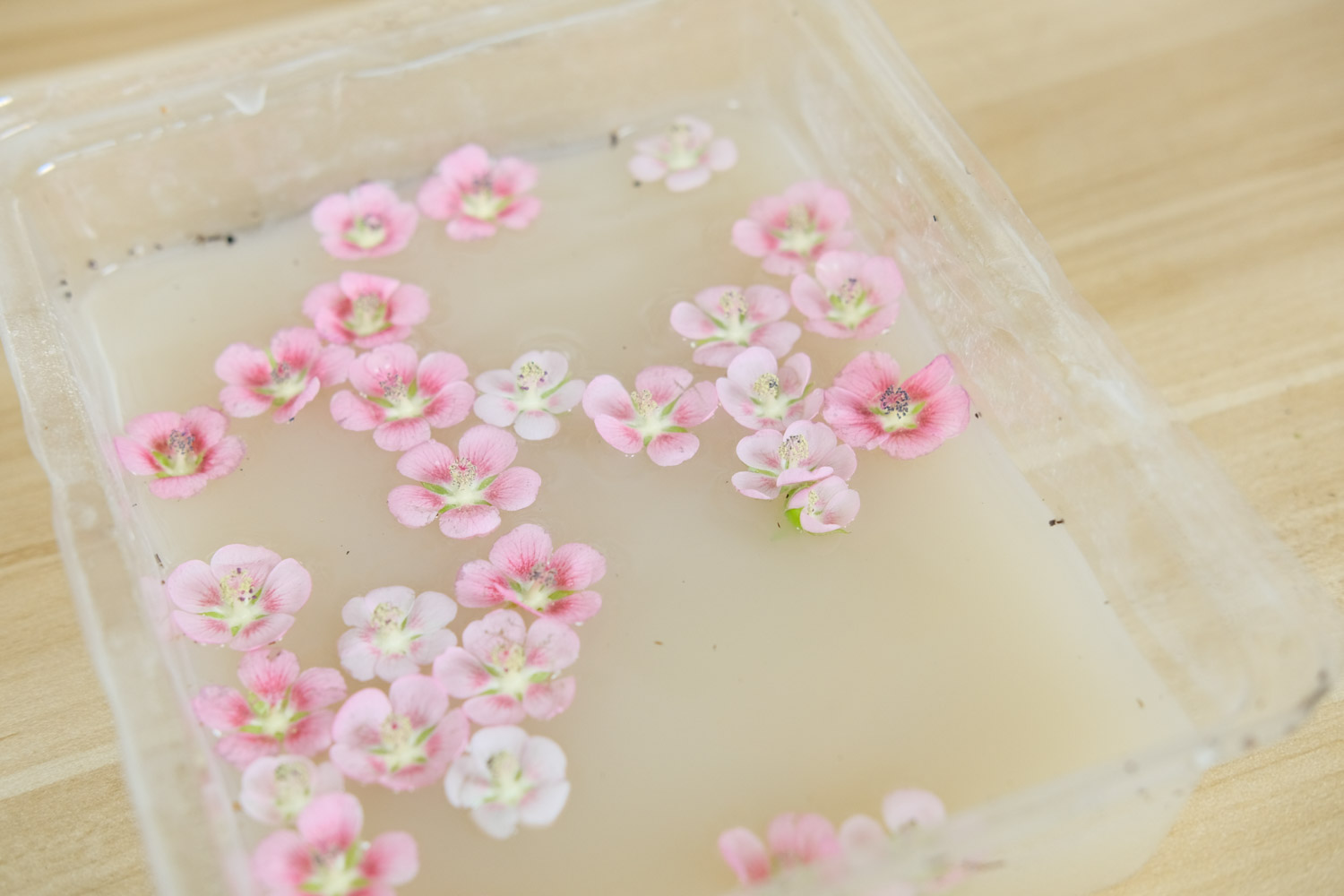 盆栽小木槿怎麼播種