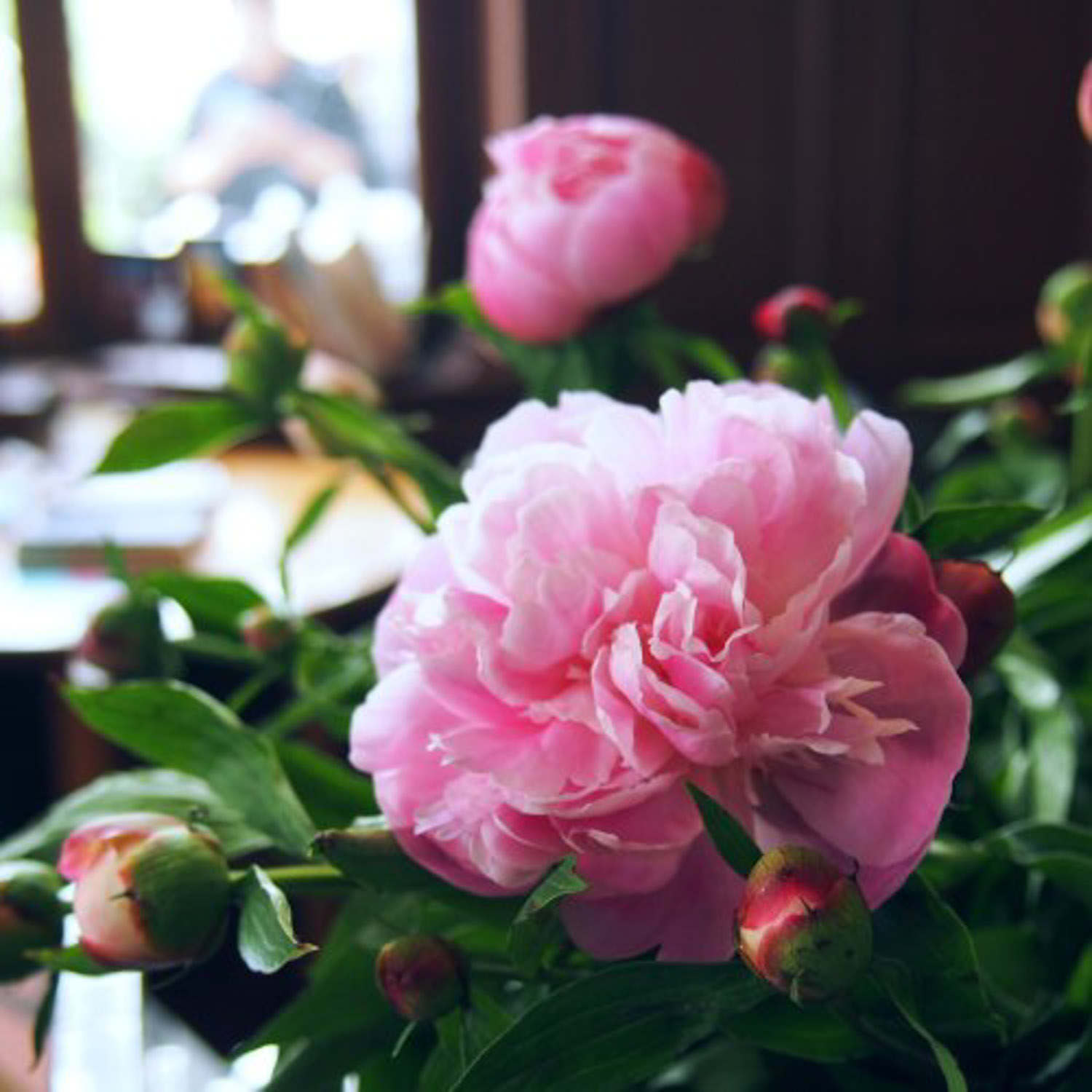 芍藥 芍藥花怎麼養殖