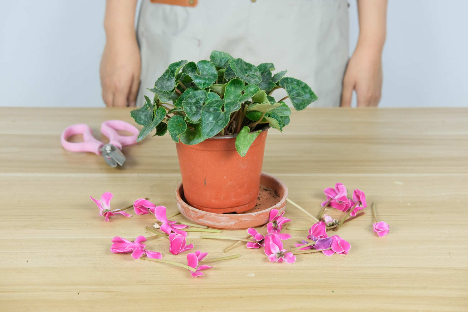仙客來 仙客來的花期養護措施