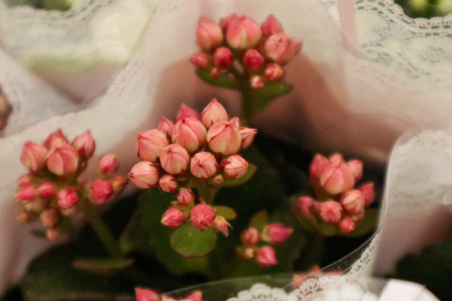 長壽花怎麼打頂和摘心