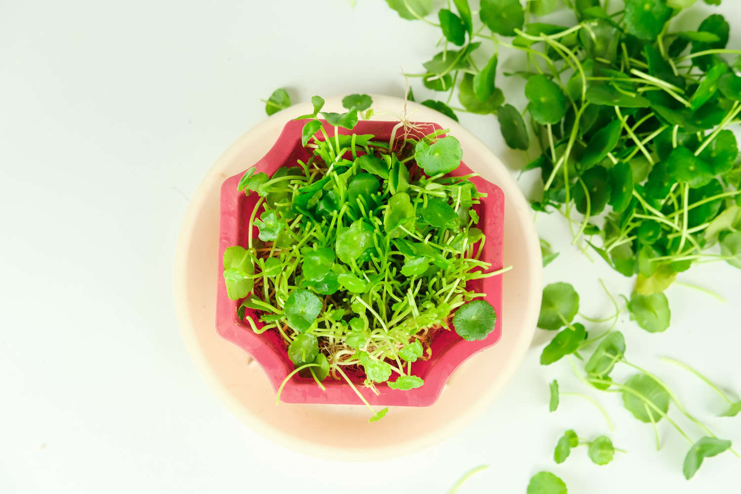 銅錢草 銅錢草怎麼繁殖