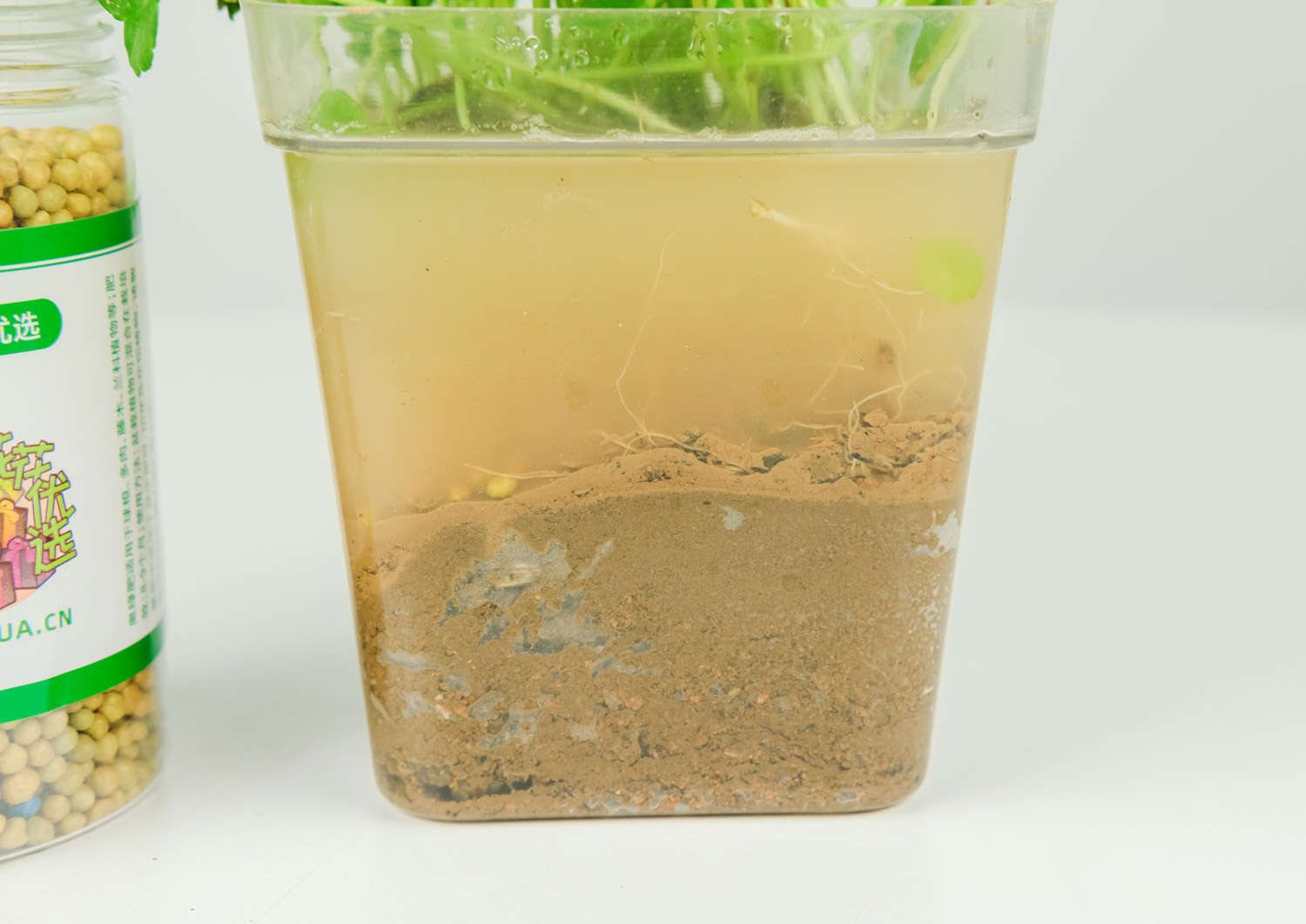 銅錢草 銅錢草怎麼繁殖