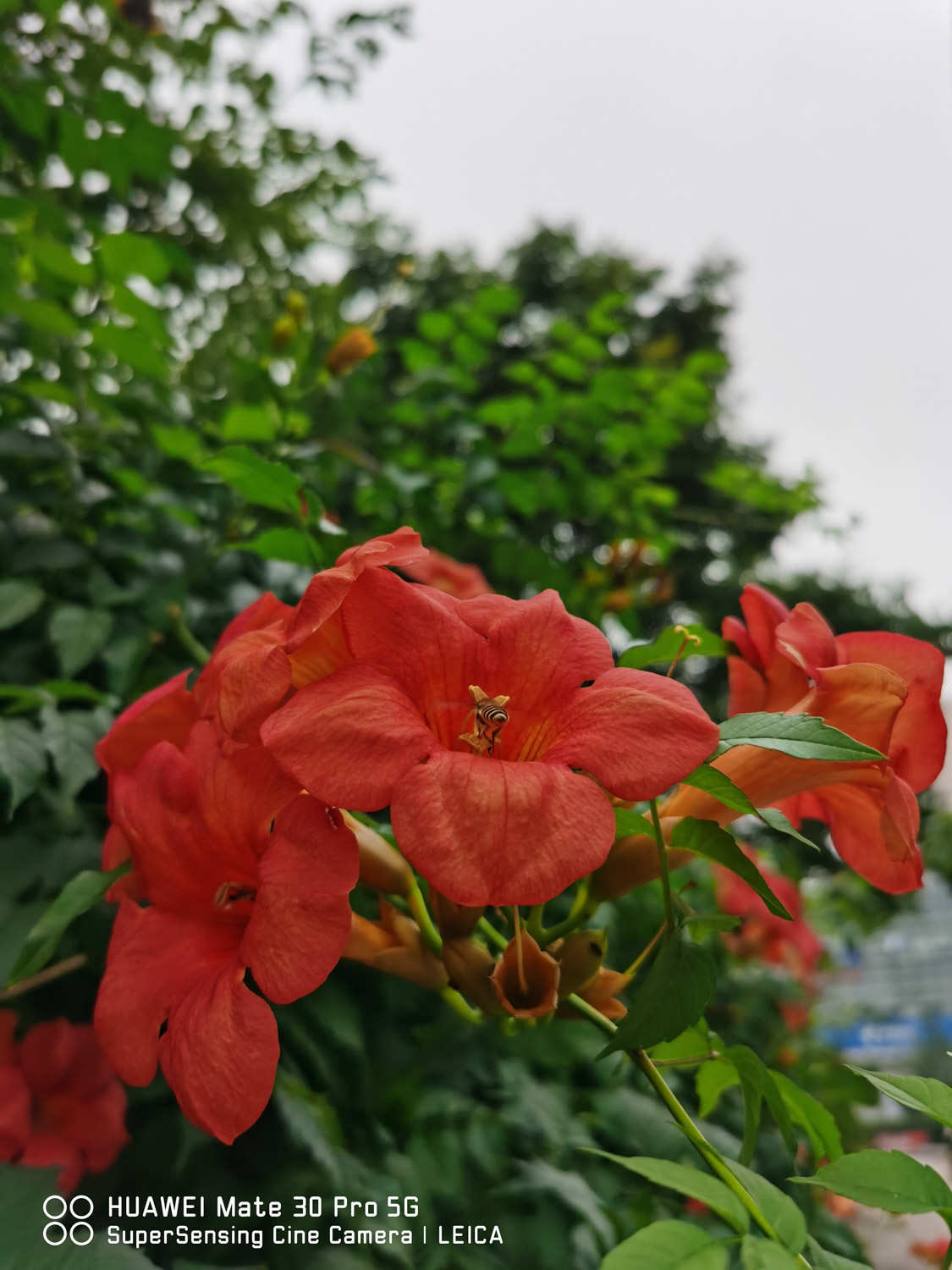淩霄花 淩霄花的繁殖方法