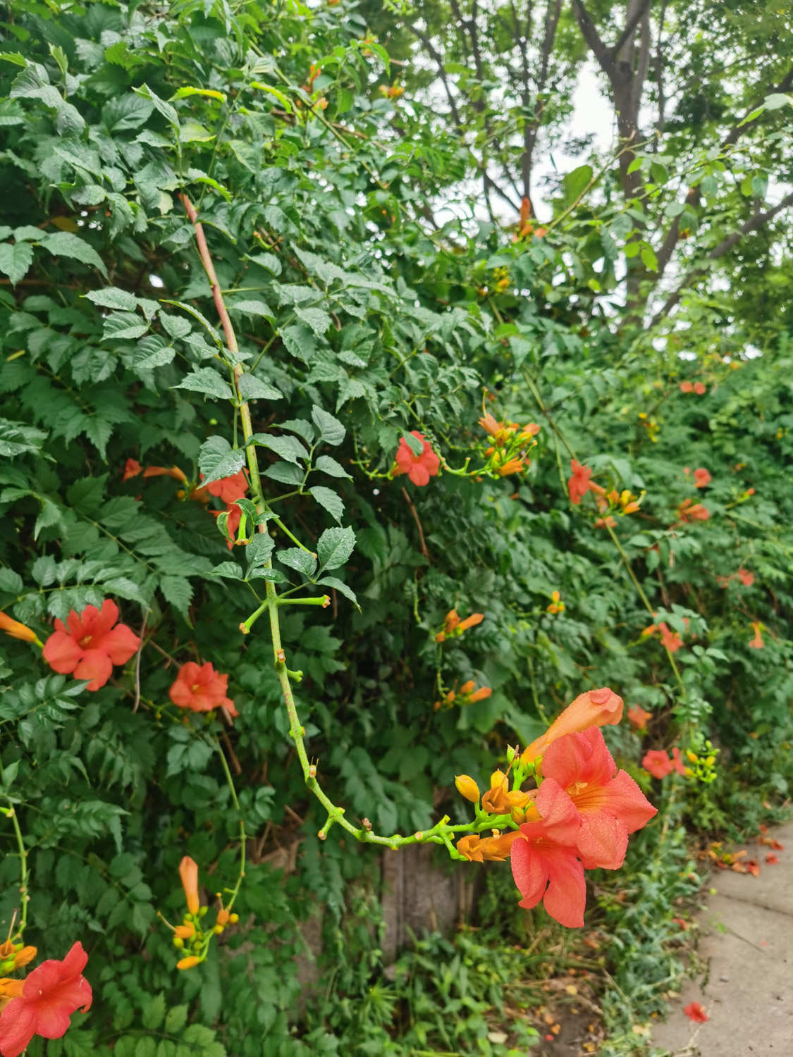 淩霄花 淩霄花的繁殖方法