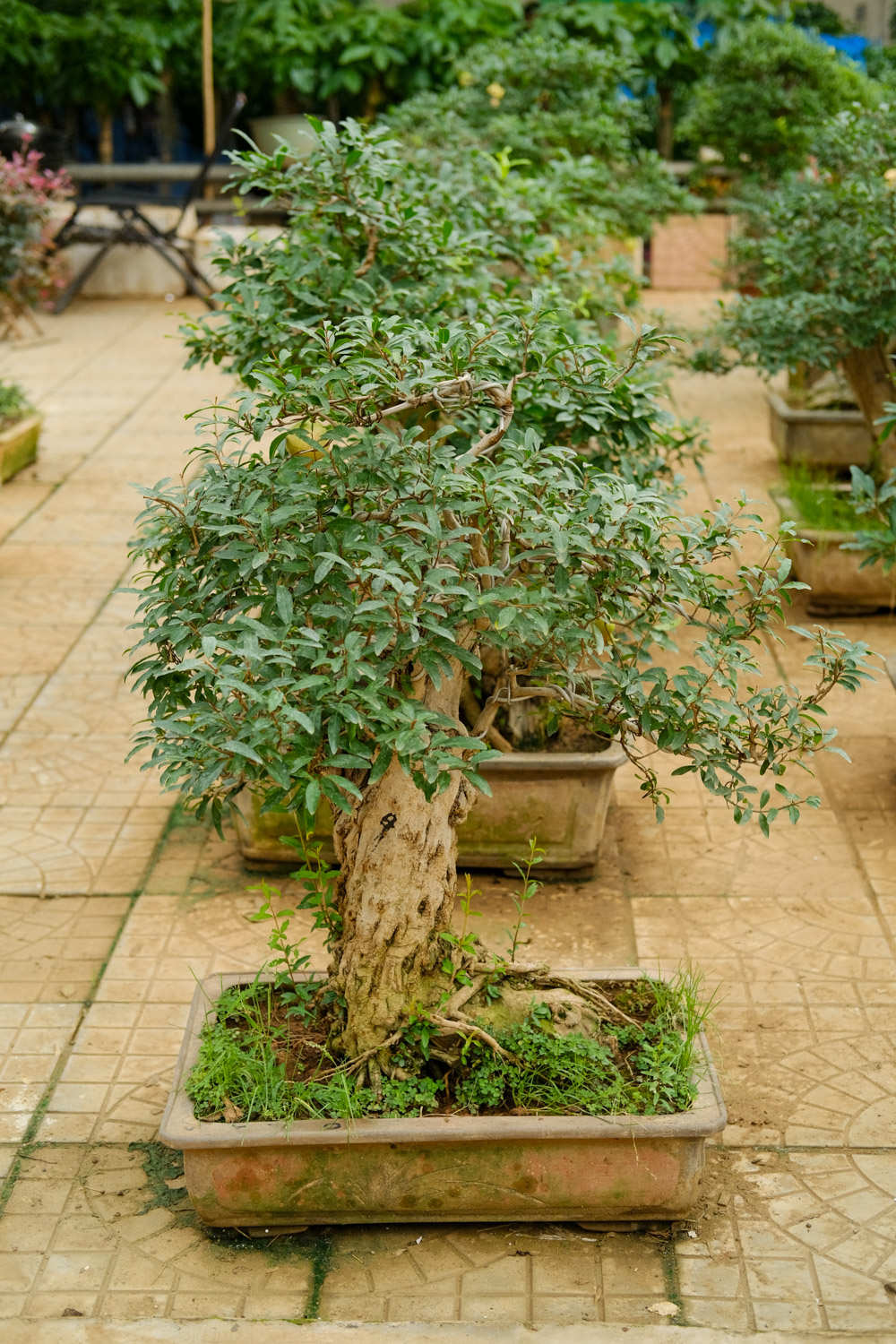 石榴花怎麼扡插