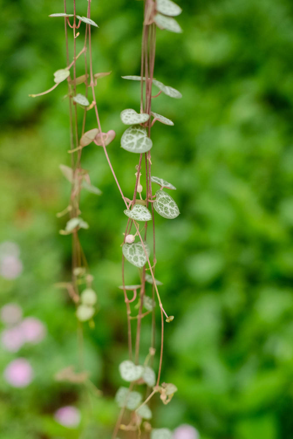 愛之蔓 愛之蔓怎麼扡插