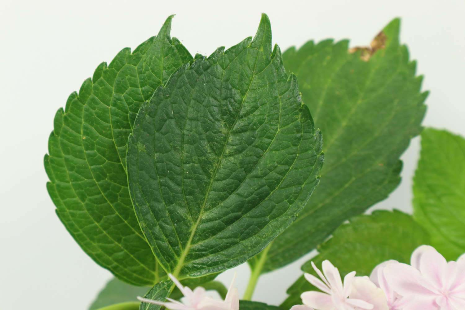繡球鮮切花怎麼養